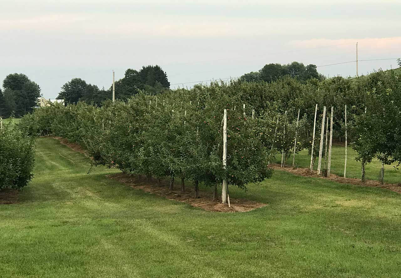 Apple Picking