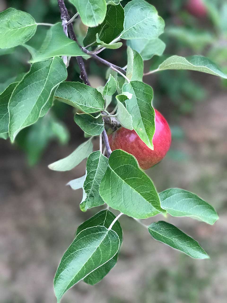 Everett Family Orchard